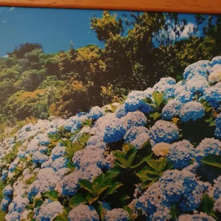 T3-s.pedroii Понта-Делгада