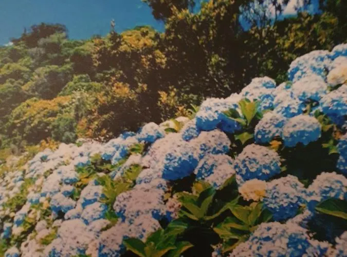 T3-s.pedroii Понта-Делгада